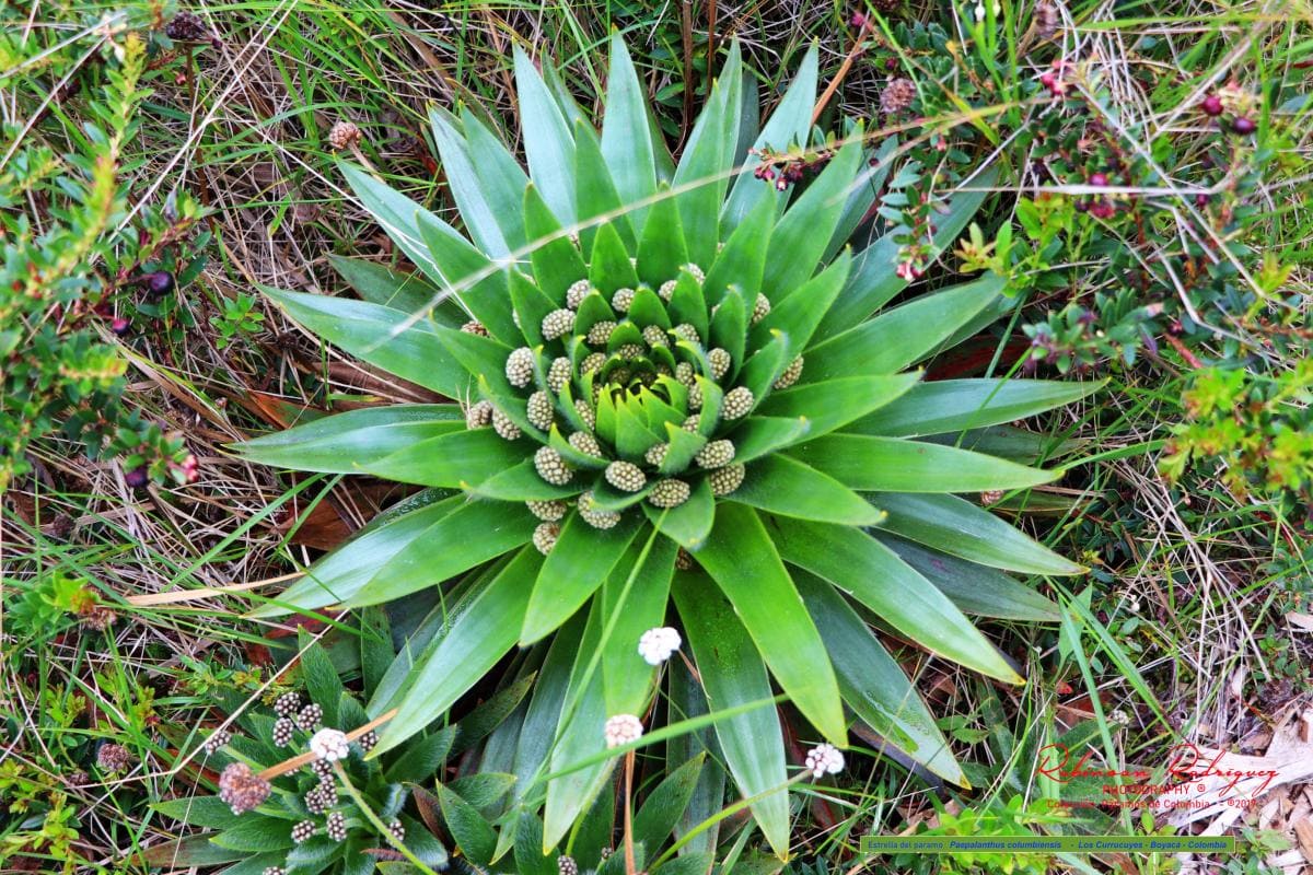 Como Cuidar do Pépalanthus