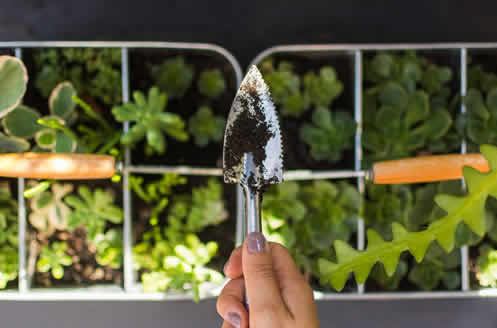 Como Criar um Jardim Sustentável