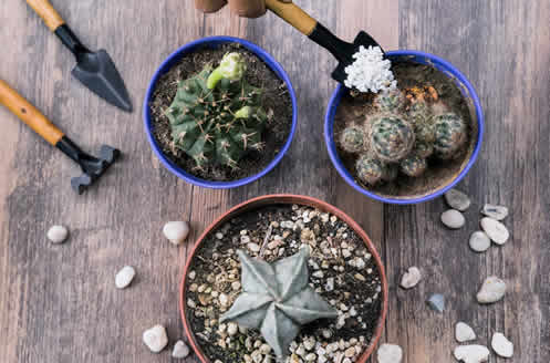 Como Fazer um Jardim de Cactos e Suculentas