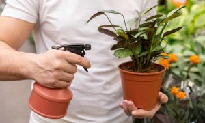 Cuidados Essenciais para Plantas e Flores no Verão