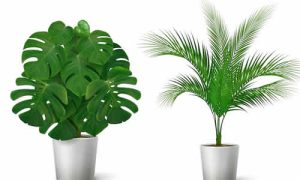 Seis Plantas Grandes e Fáceis de Cuidar