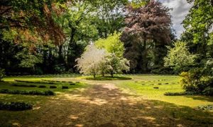 Como Criar um Jardim de Sombra Sustentável