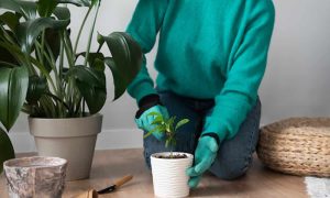 Dicas para Cultivar Plantas em Vaso de Forma Sustentável