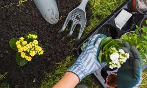 Dicas para Desenvolver um Projeto de Jardinagem Comunitária