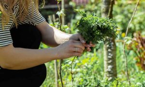 Jardins de Medicinais Cultivando Saúde Sustentável