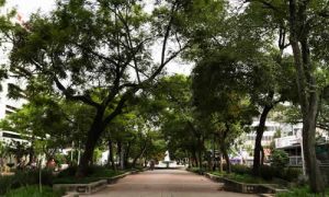 A Importância da Arborização Urbana para Melhorar a Qualidade de Vida