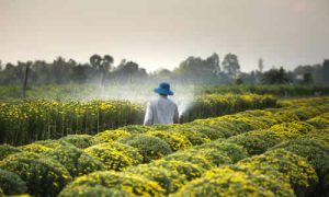 Como a Agricultura Sustentável Pode Transformar o Setor Agropecuário