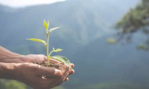 Práticas de Conservação Ambiental que Todo Cidadão Deve Conhecer e Praticar