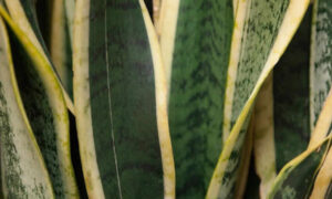 Espada de São Jorge