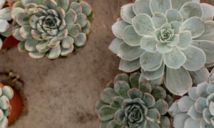 Suculentas